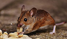 24 Hour & Emergency Exterminators in Stowe, PA